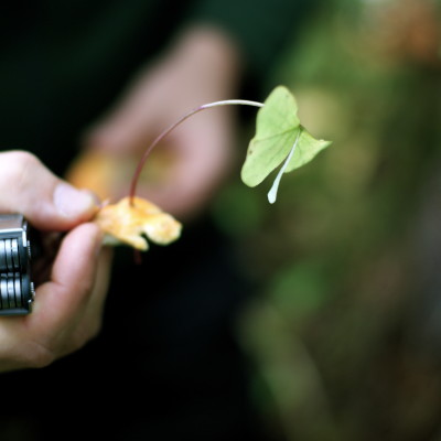 OR living: mushroom hunting.