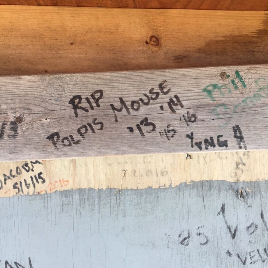 Polpis mouse graffiti